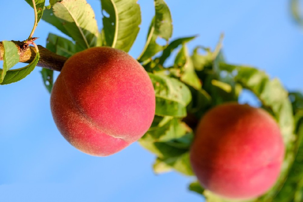 肥城桃為什么品質下降？試試土壤養分檢測