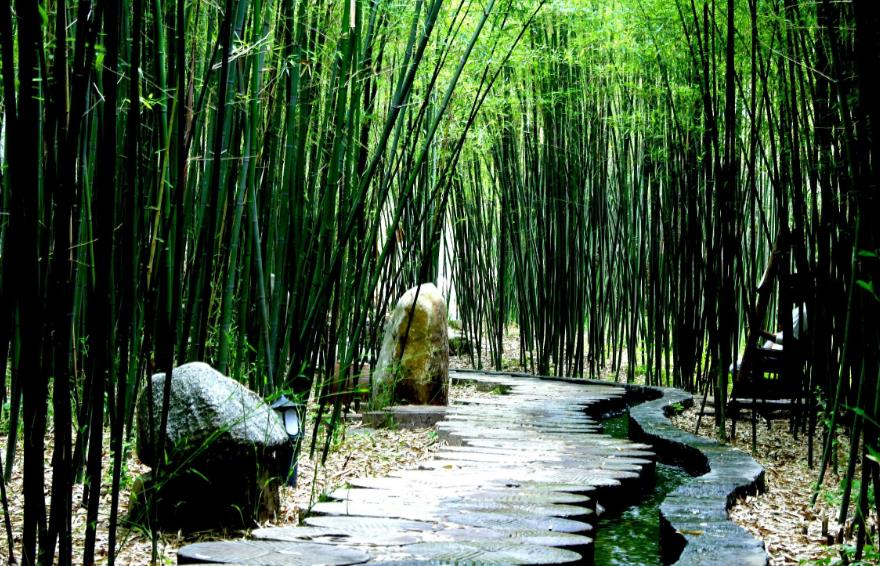 光合作用測定儀:研究數據為培育竹子提供指導依據